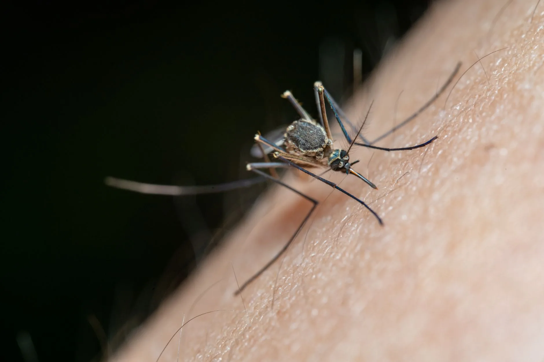 Moustique tigre Aedes albopictus sur une feuille tropicale à La Réunion