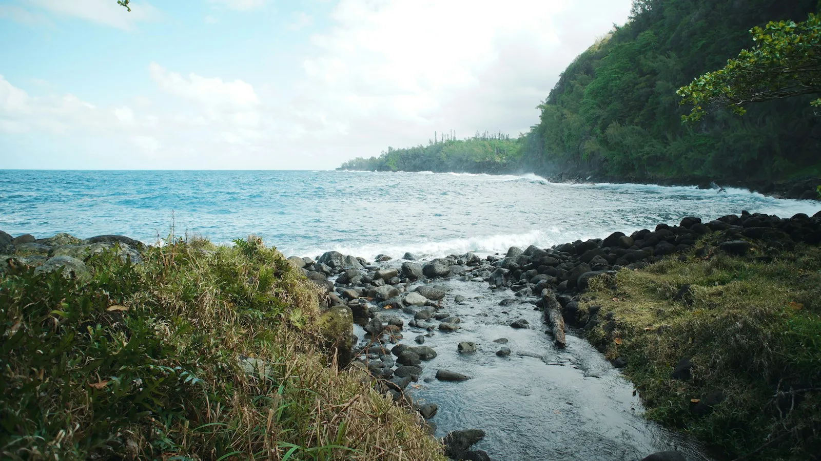 La vie marine réunionnaise
