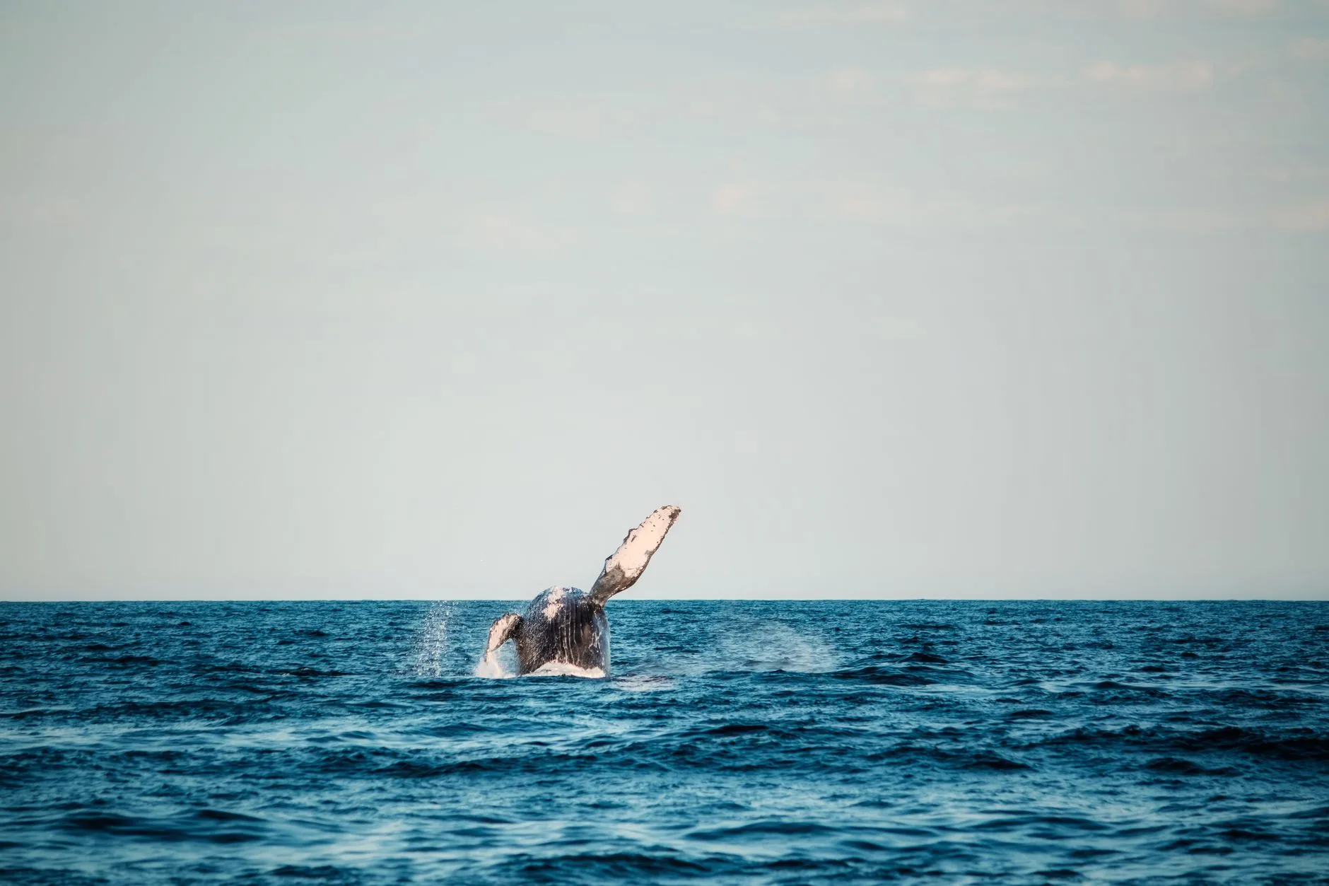 Baleine à bosse sautant hors de l'eau près de la côte de Saint-Leu, La Réunion