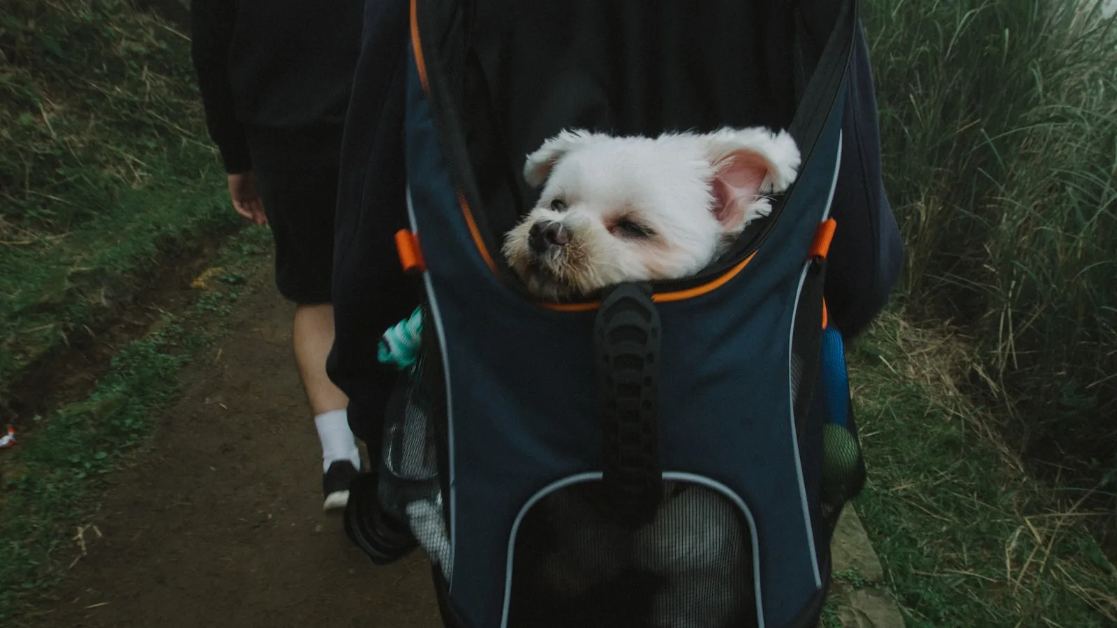 Chien tenu en laisse sur un sentier forestier ombragé à La Réunion